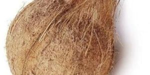 Semi Husked Coconuts