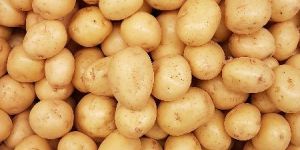 Potato