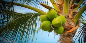 Tender Coconut
