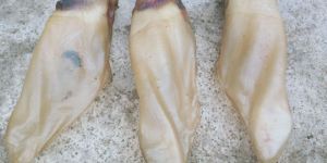 Dog Treats
