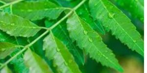 Neem