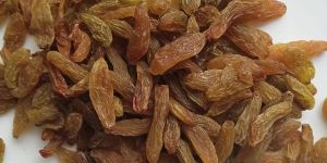 Raisins SSB12