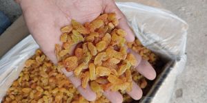 Raisins SSW16
