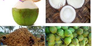 Tender Coconut