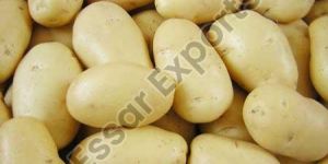 Fresh Potato