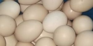 Country Eggs