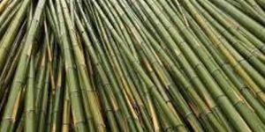 Raw Bamboo