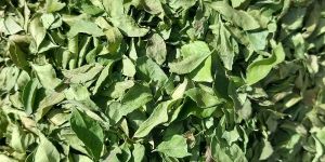 Dry Curry Leaves