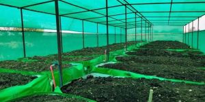Vermicompost Fertilizer
