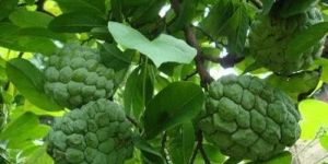 Custard Apple Tree