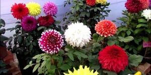 Dahlia Flower Plant