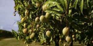 Mango Tree