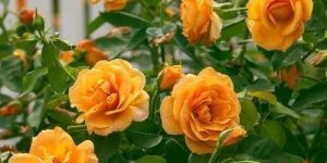 Orange Rose Plant