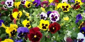 Pansy Flower Plant