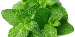 Fresh Mint Leaves