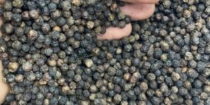 Black Pepper