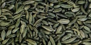 Fennel Seeds