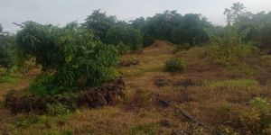 Agriculture Land Sale