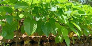 Kadamba Flower Plant