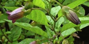 Belladonna Herb