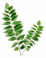 Curry Leaves