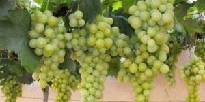 Grapes Fruit Plant