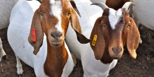 All Breed Organic Goats