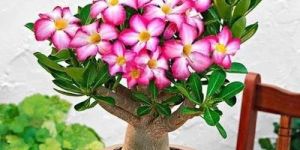 Adenium Plant