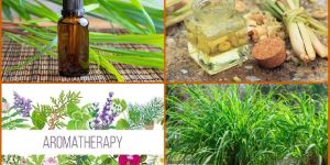 Lemon Grass Oil