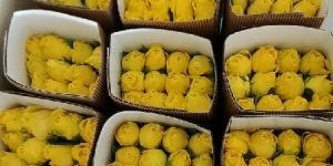 Rosette Fresh Flowers