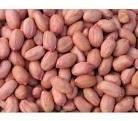 Groundnut