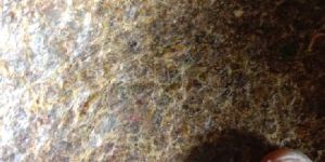 Pure Cotton Seed Oil Cake