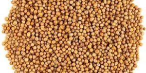 Yellow Mustard Seeds