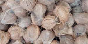Natural Husked Coconut