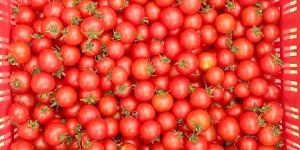 Red Cherry Tomatoes