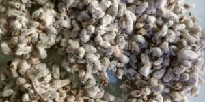 Cotton Seeds