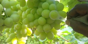 Fresh Green Grapes