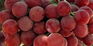 Fresh Red Grapes