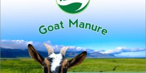 Goat Manure