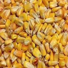 Corn Seeds