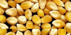Corn Seeds