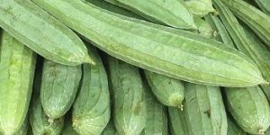 Fresh Snake Gourd