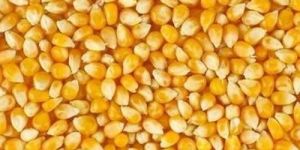 Maize Seeds