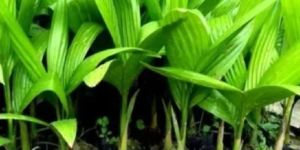Betel Nut Plant