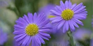 Aster Flower