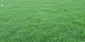 Green Selection Grass