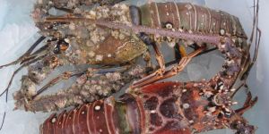 Frozen Sand Lobster Fish