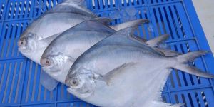Frozen Silver Pomfret Fish