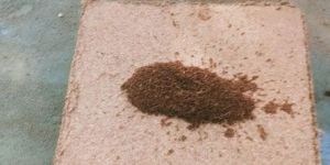 High EC Coir Pith Block
