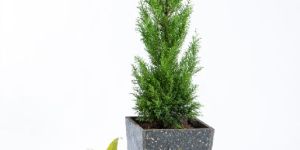 Recycled Plastic Plant Pots